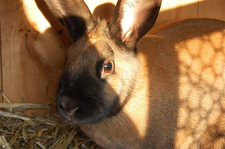 Kanin Sofie R.I.P billede 12