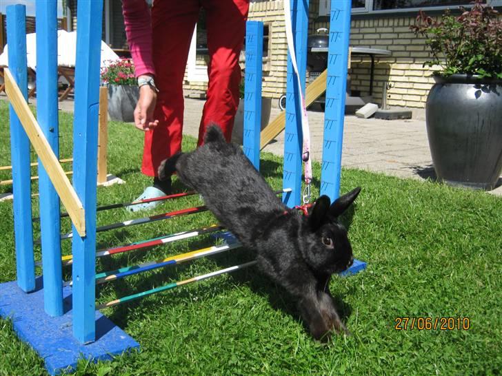 Kanin Little Miss Twister - velkommen til Twisters profil :) læg gerne en bedømmelse og en kommentar! billede: Sally Rynkeby billede 1