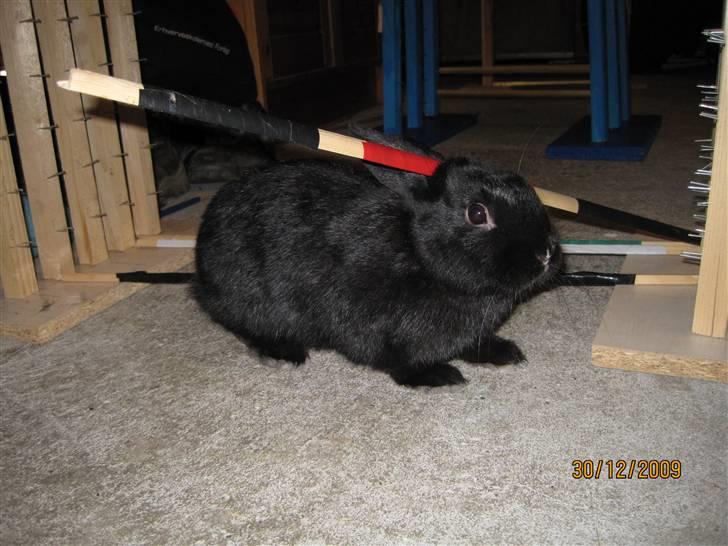 Kanin Little Miss Twister - Billede: mig billede 4