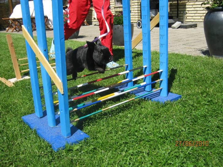 Kanin Little Miss Twister - spring! :)) billede: Sally Rynkeby billede 7