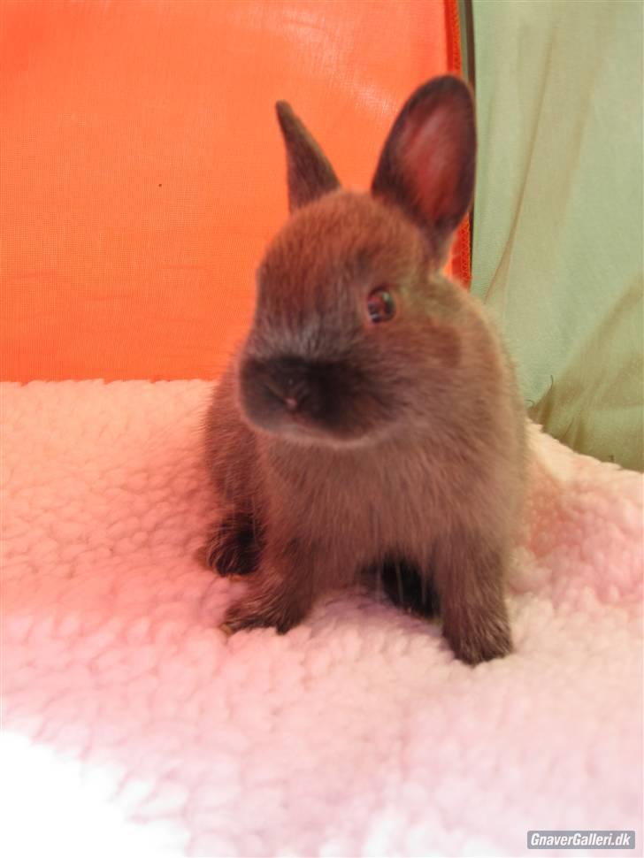 Kanin Engegårds Baby - En tre uger gammel Baby <3 billede 2