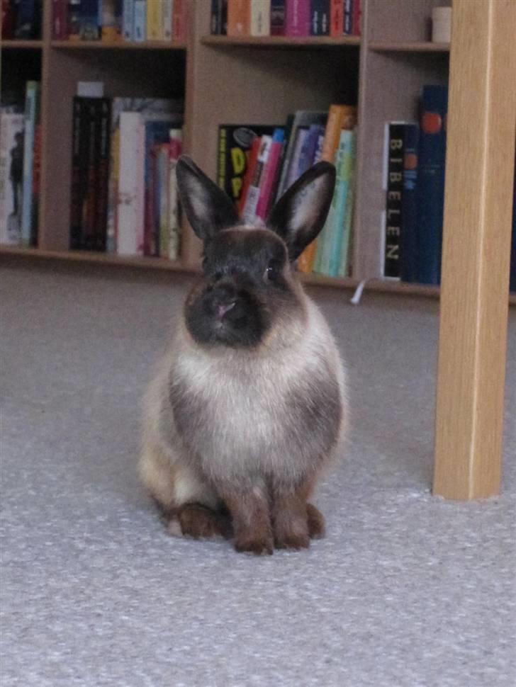 Kanin Engegårds Baby billede 9