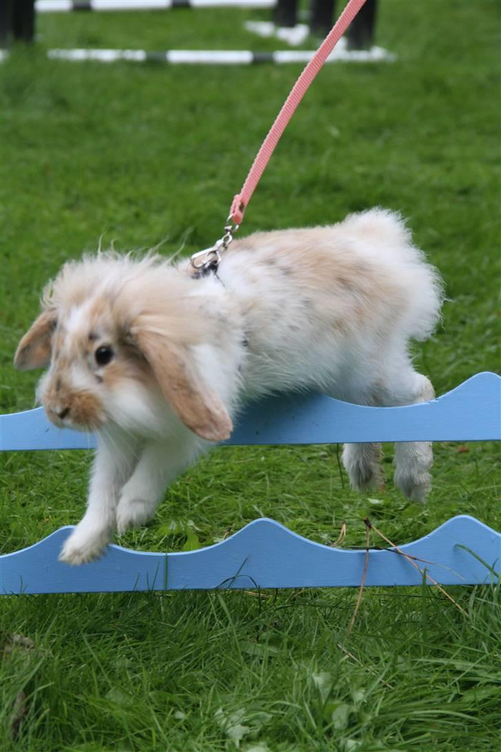 Kanin Winds Asi Liva - FOTO: Anna stald Joker billede 18