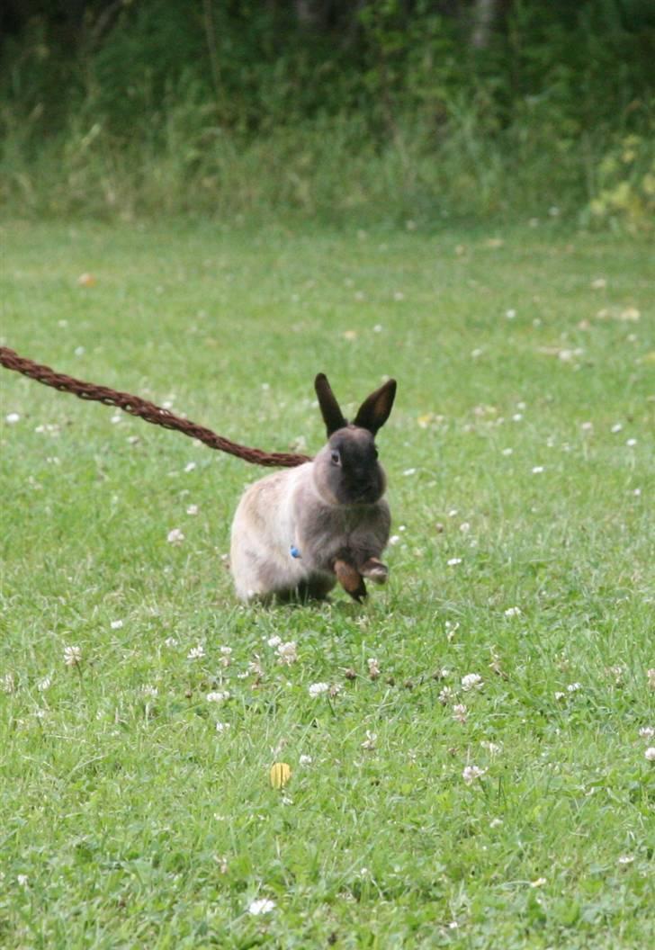 Kanin Engegårds Baby billede 11