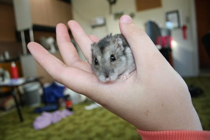 Dværghamster Smutti (R.I.P) billede 1