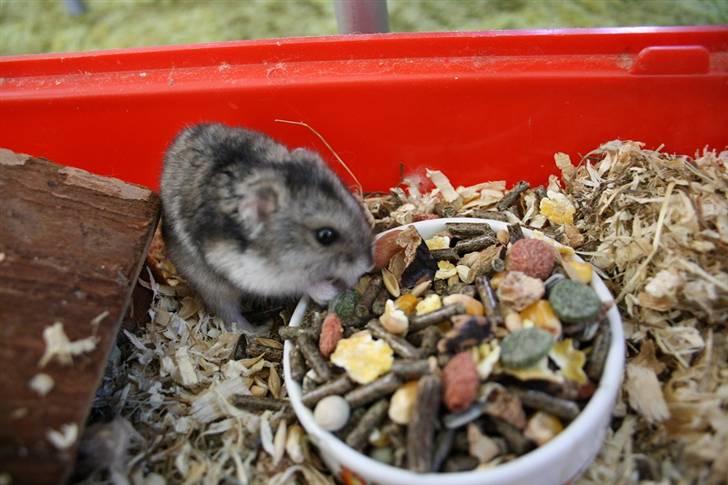 Dværghamster Smutti (R.I.P) billede 2