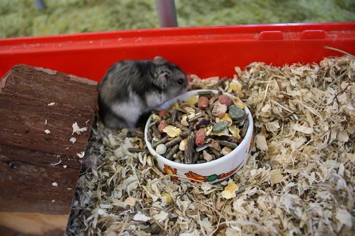 Dværghamster Smutti (R.I.P) billede 3