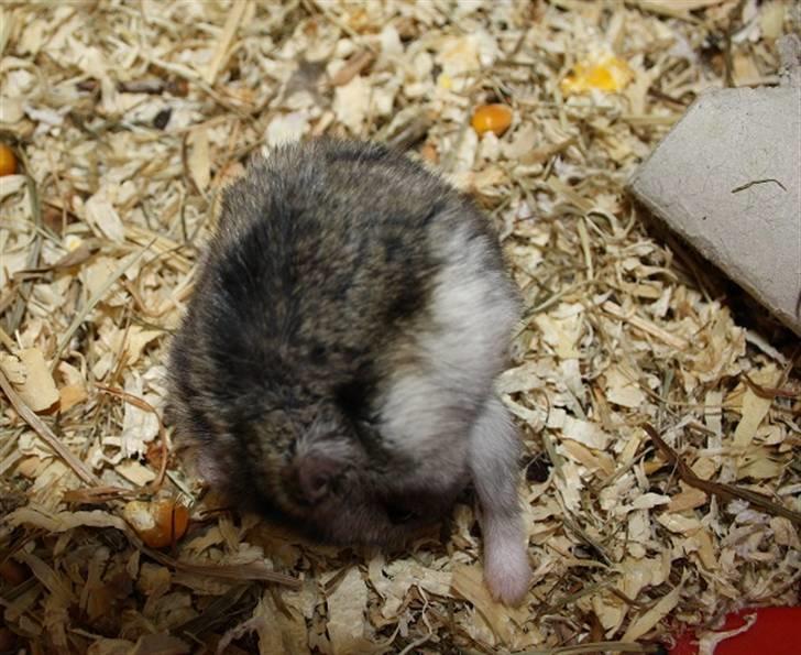 Dværghamster Smutti (R.I.P) billede 4