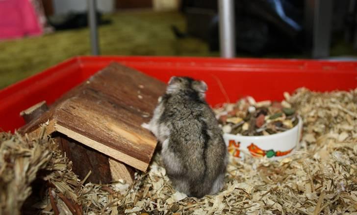 Dværghamster Smutti (R.I.P) billede 5