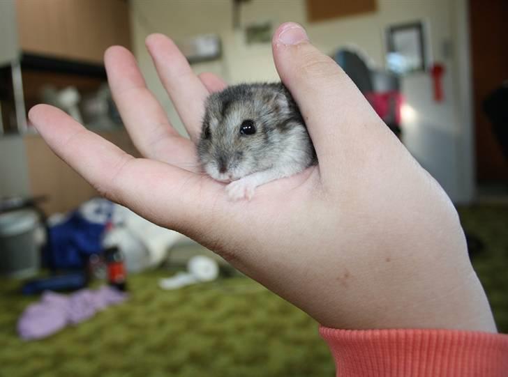 Dværghamster Smutti (R.I.P) billede 6