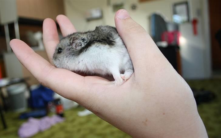 Dværghamster Smutti (R.I.P) billede 7