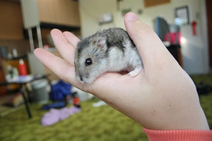 Dværghamster Smutti (R.I.P) billede 8