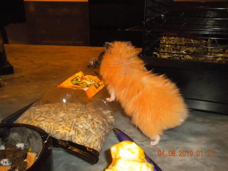 Hamster Jay (Elmo) R.I.P. billede 2