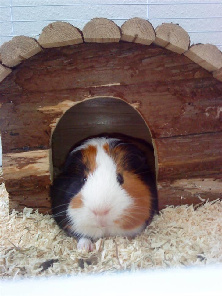 Marsvin Pumba R.I.P  billede 1