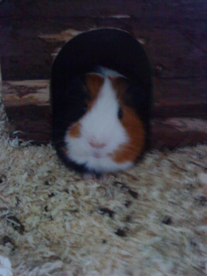Marsvin Pumba R.I.P  billede 2
