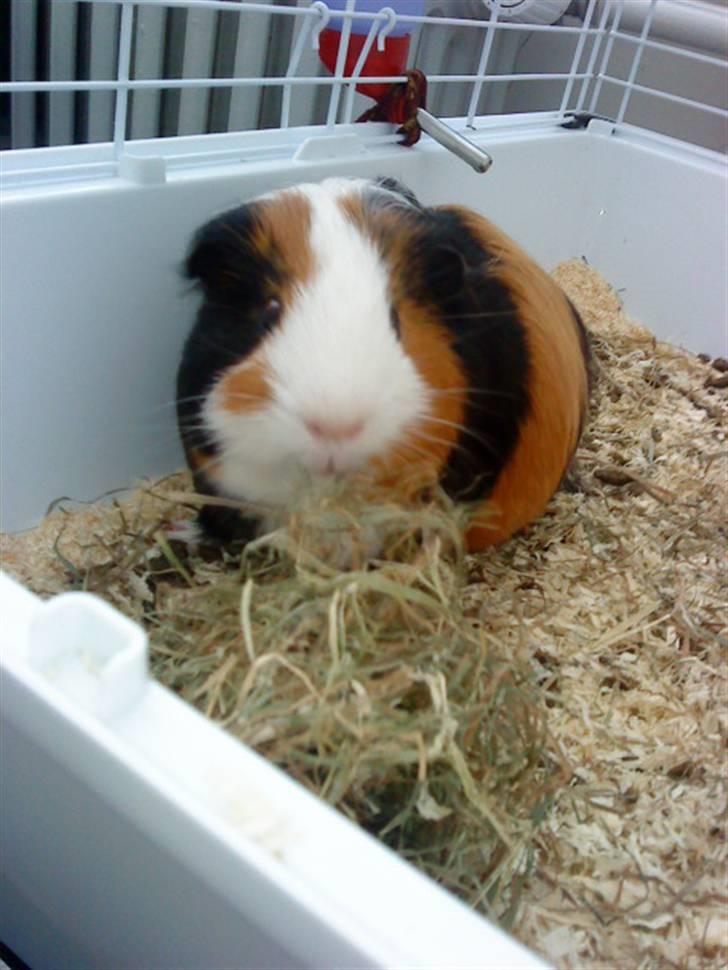Marsvin Pumba R.I.P  billede 3