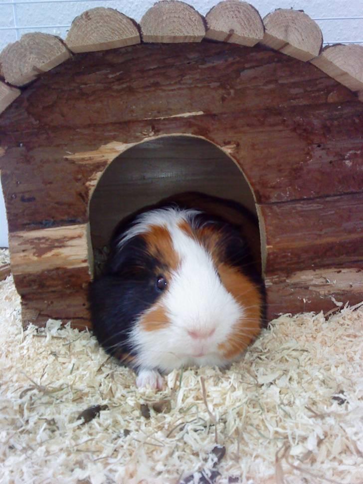 Marsvin Pumba R.I.P  billede 4