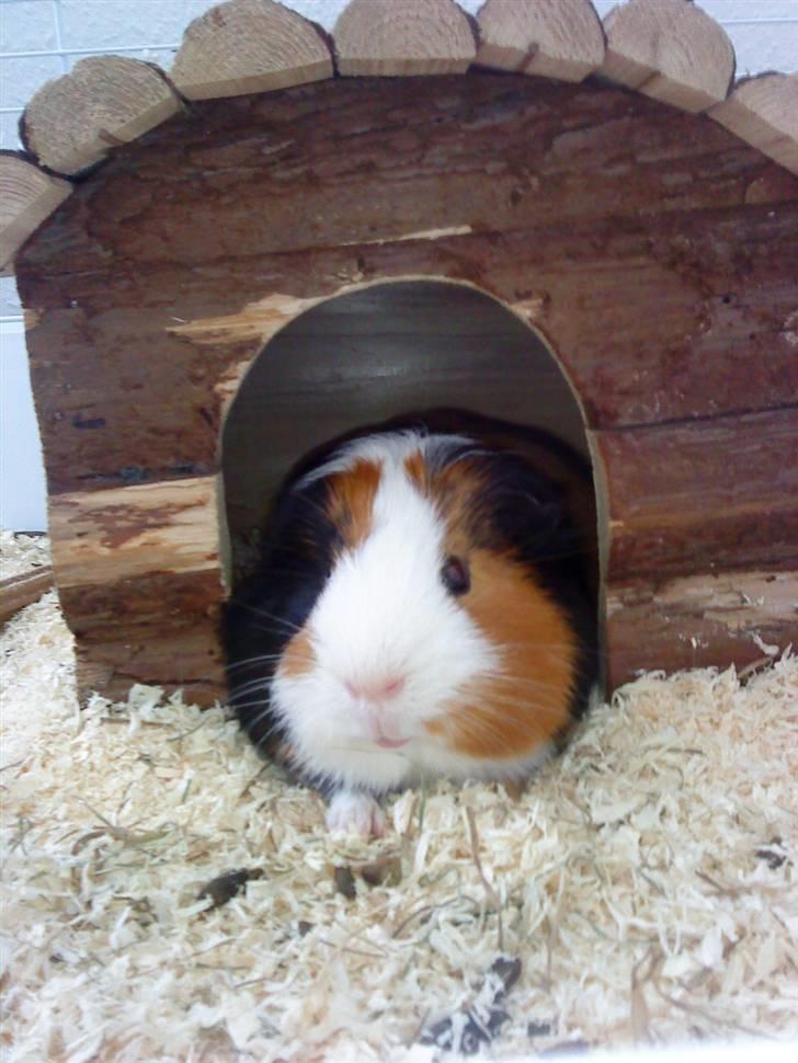 Marsvin Pumba R.I.P  billede 5