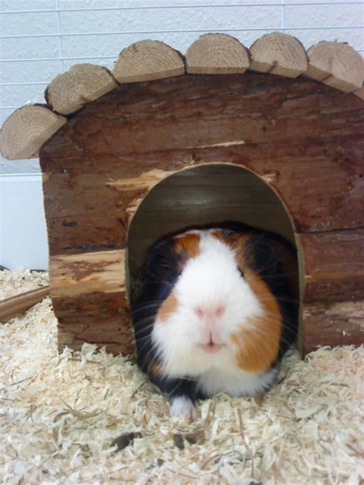 Marsvin Pumba R.I.P  billede 6