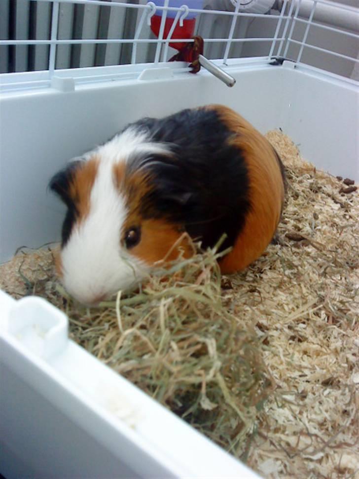 Marsvin Pumba R.I.P  billede 7
