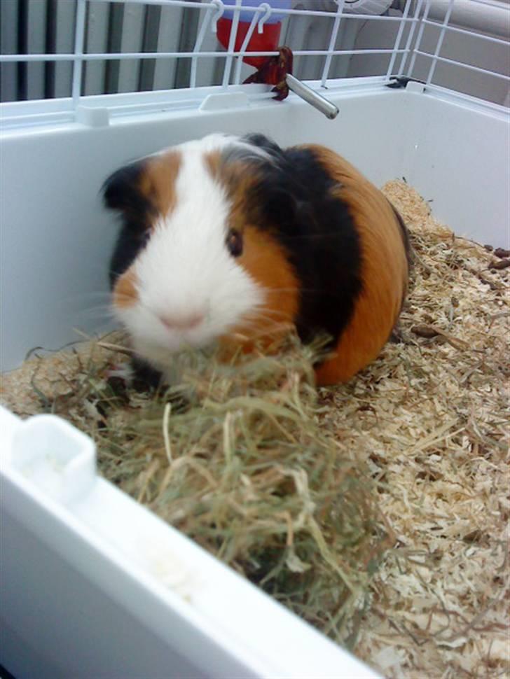 Marsvin Pumba R.I.P  billede 8