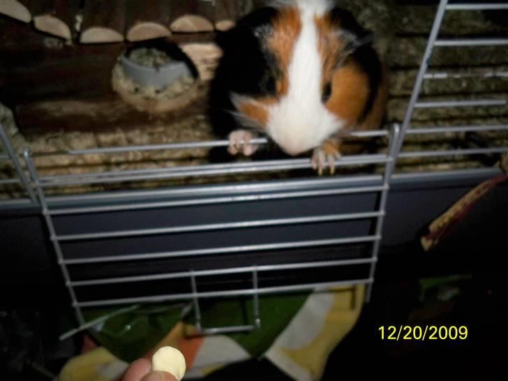 Marsvin Pumba R.I.P  billede 9