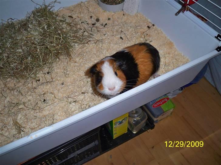 Marsvin Pumba R.I.P  billede 10