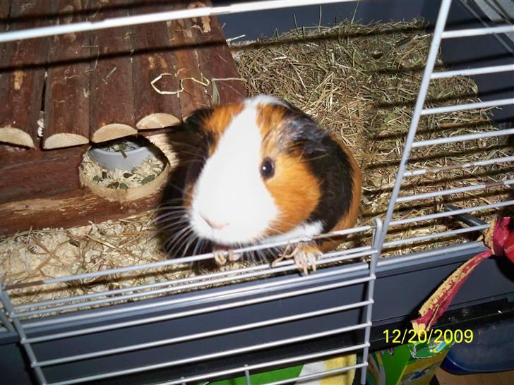 Marsvin Pumba R.I.P  billede 11