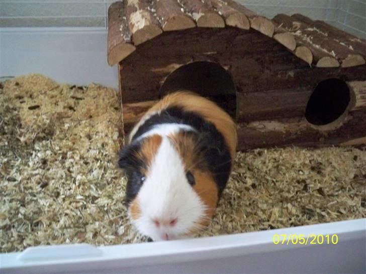 Marsvin Pumba R.I.P  billede 12