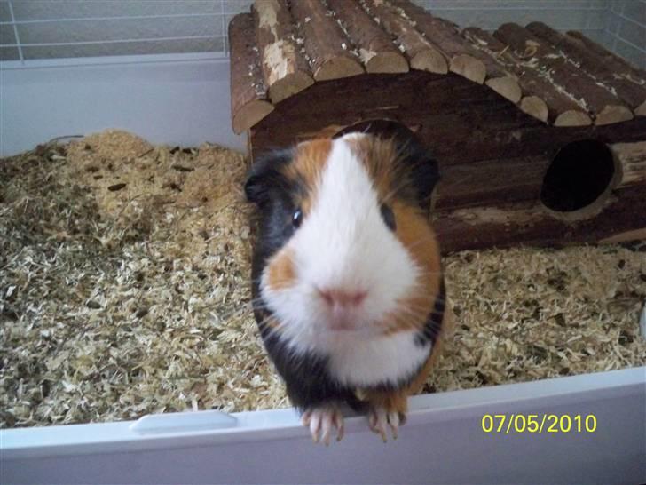 Marsvin Pumba R.I.P  billede 13