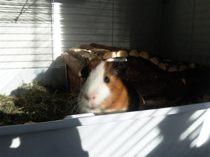 Marsvin Pumba R.I.P  billede 14