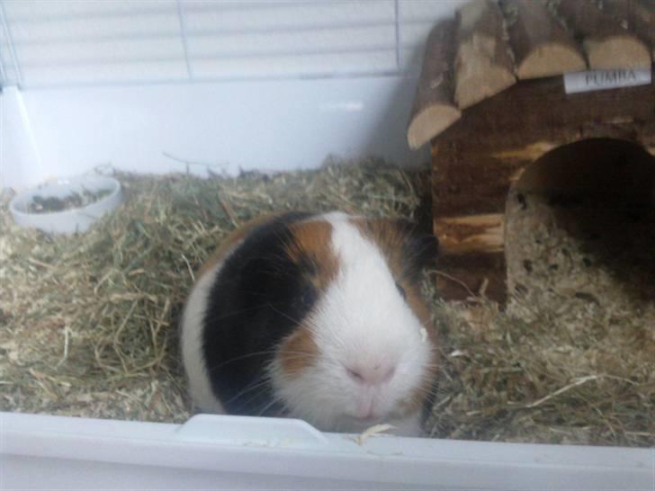 Marsvin Pumba R.I.P  billede 15