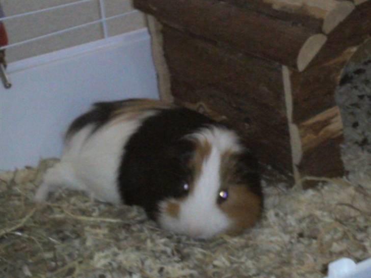 Marsvin Pumba R.I.P  billede 16