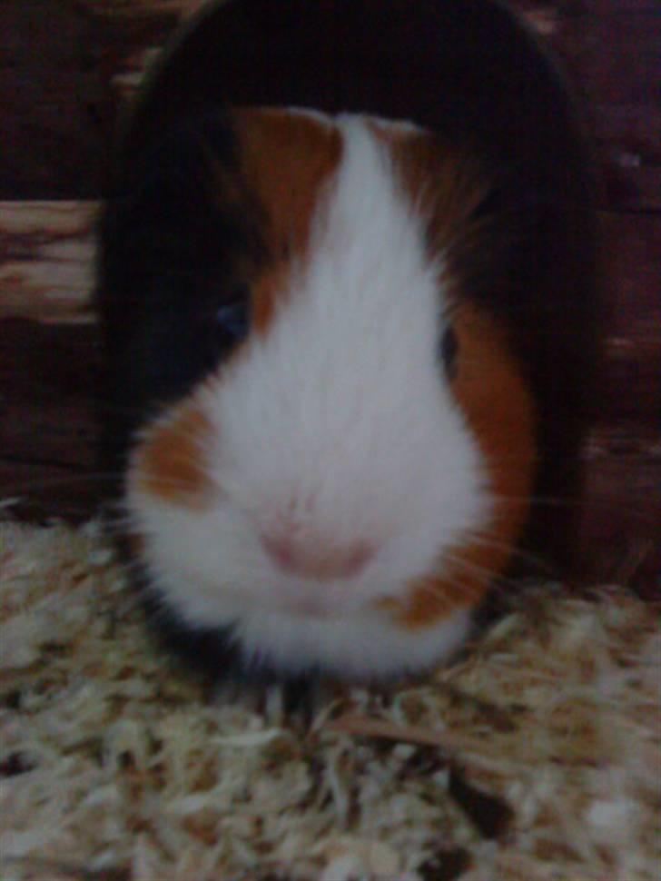 Marsvin Pumba R.I.P  billede 17