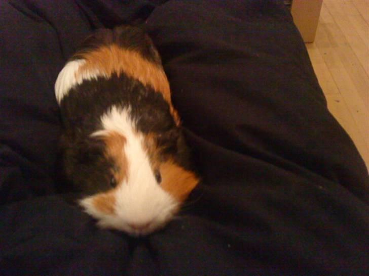Marsvin Pumba R.I.P  billede 18