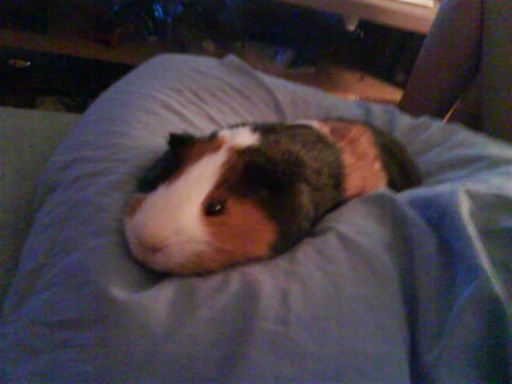 Marsvin Pumba R.I.P  billede 19