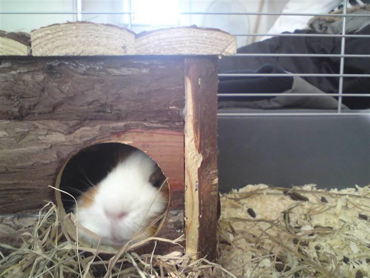 Marsvin Pumba R.I.P  billede 20