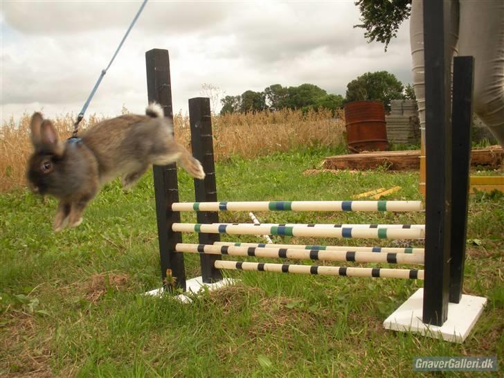 Kanin TEDDY-Rabits Eldina ;D billede 11