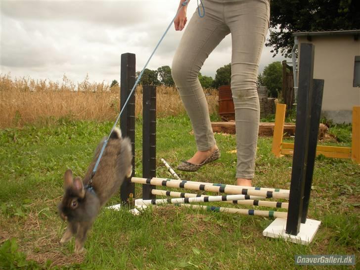 Kanin TEDDY-Rabits Eldina ;D billede 12