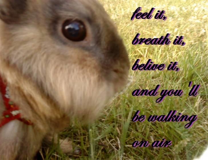 Kanin Bambi billede 9