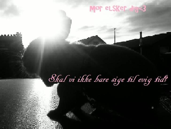 Kanin Bambi billede 10