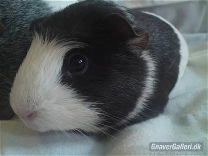 Marsvin |Daim billede 4