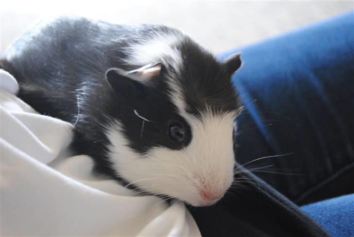 Marsvin |Daim billede 7