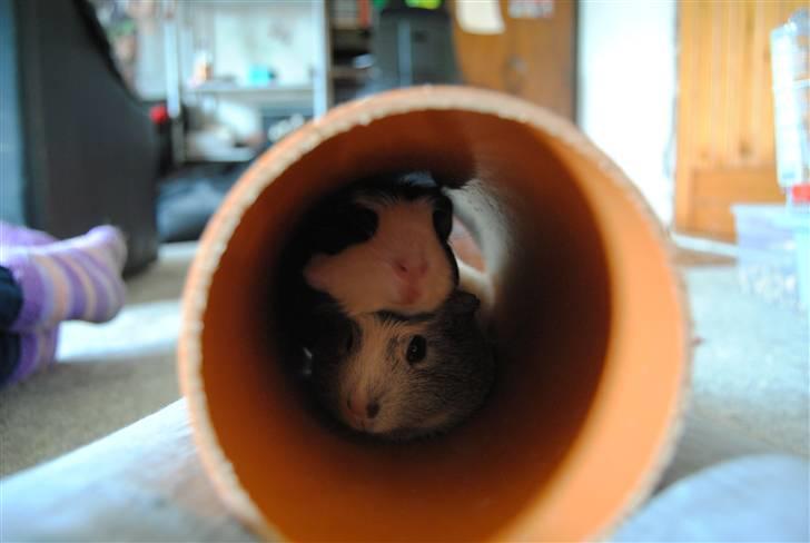 Marsvin |Daim billede 9