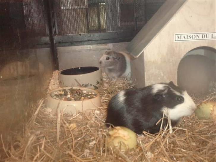 Marsvin |Daim - Dette billede er måske ikke så god kvalitet, men det er det allerførste billede jeg tog af dem :D!<33 (de var endnu ikke mine dengang) billede 19