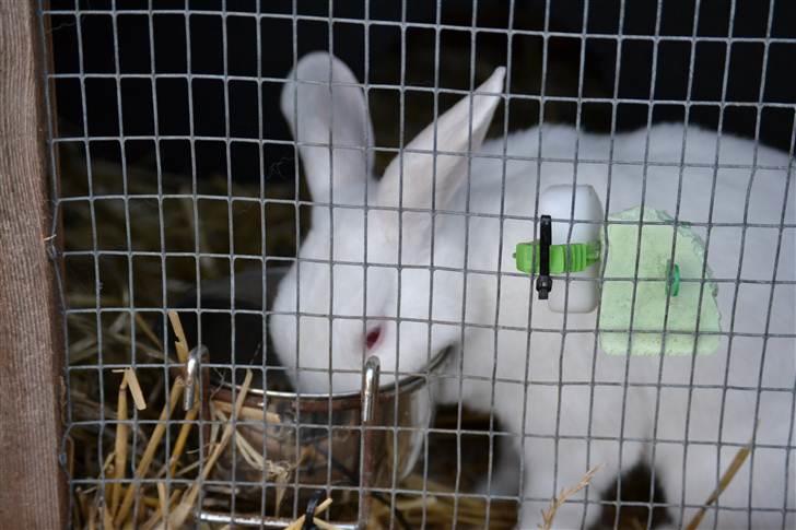 Kanin Snehvide<3 - 13* billede 12