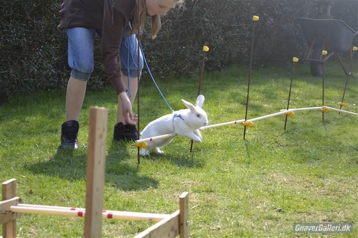 Kanin Snehvide<3 - 14* Agillity billede 13