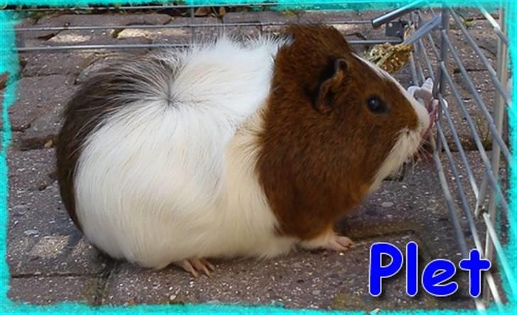 Marsvin Plet  *R.i.P* - her ser du lille plet billede 1