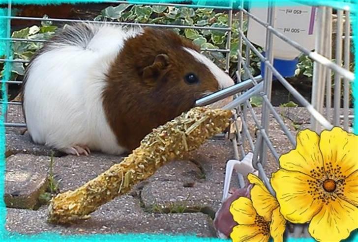 Marsvin Plet  *R.i.P* billede 2