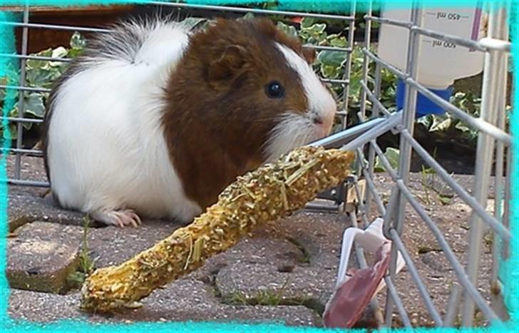 Marsvin Plet  *R.i.P* billede 3